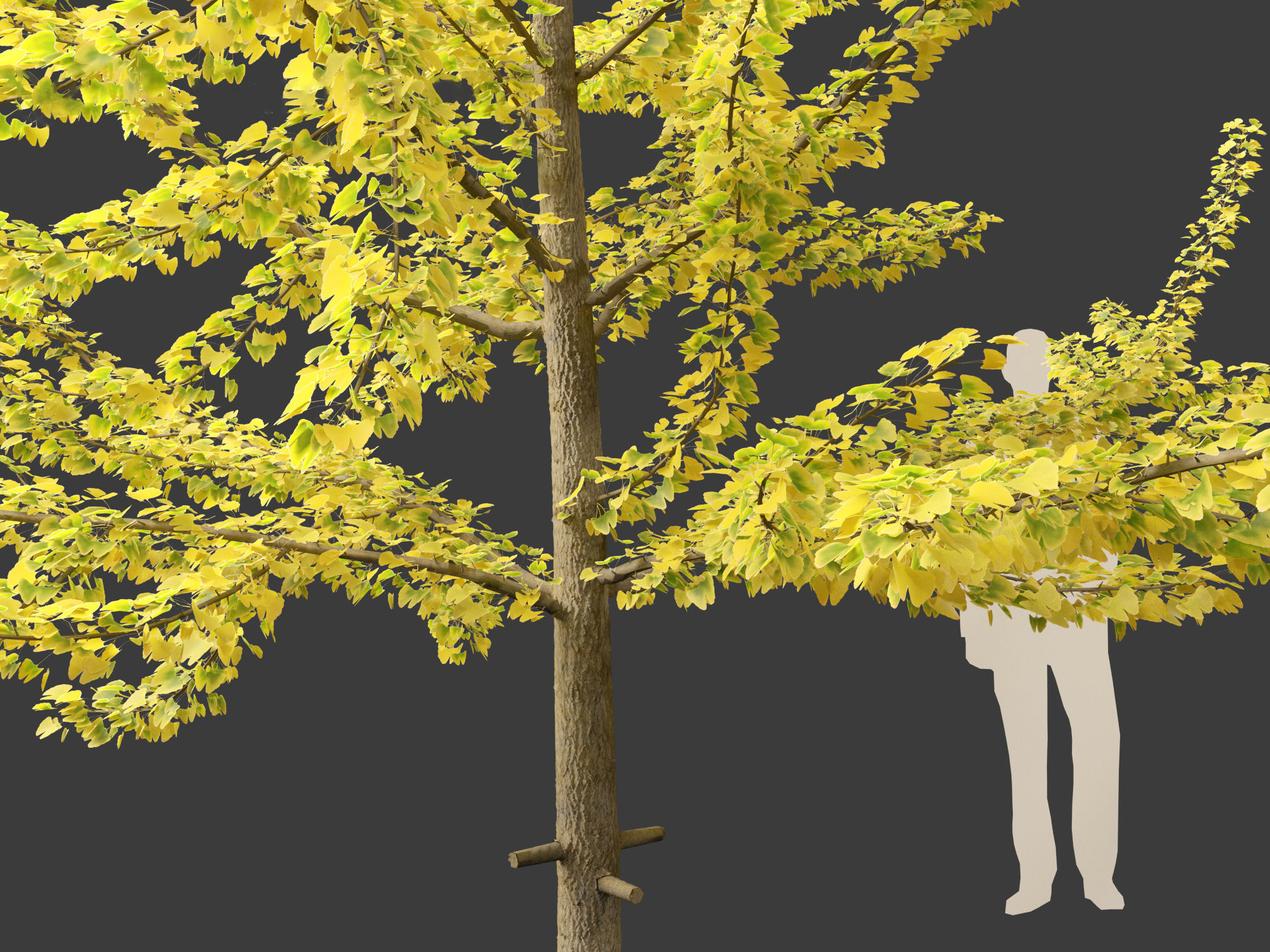 Ginkgo Biloba - Maidenhair Tree 11 3D model_5