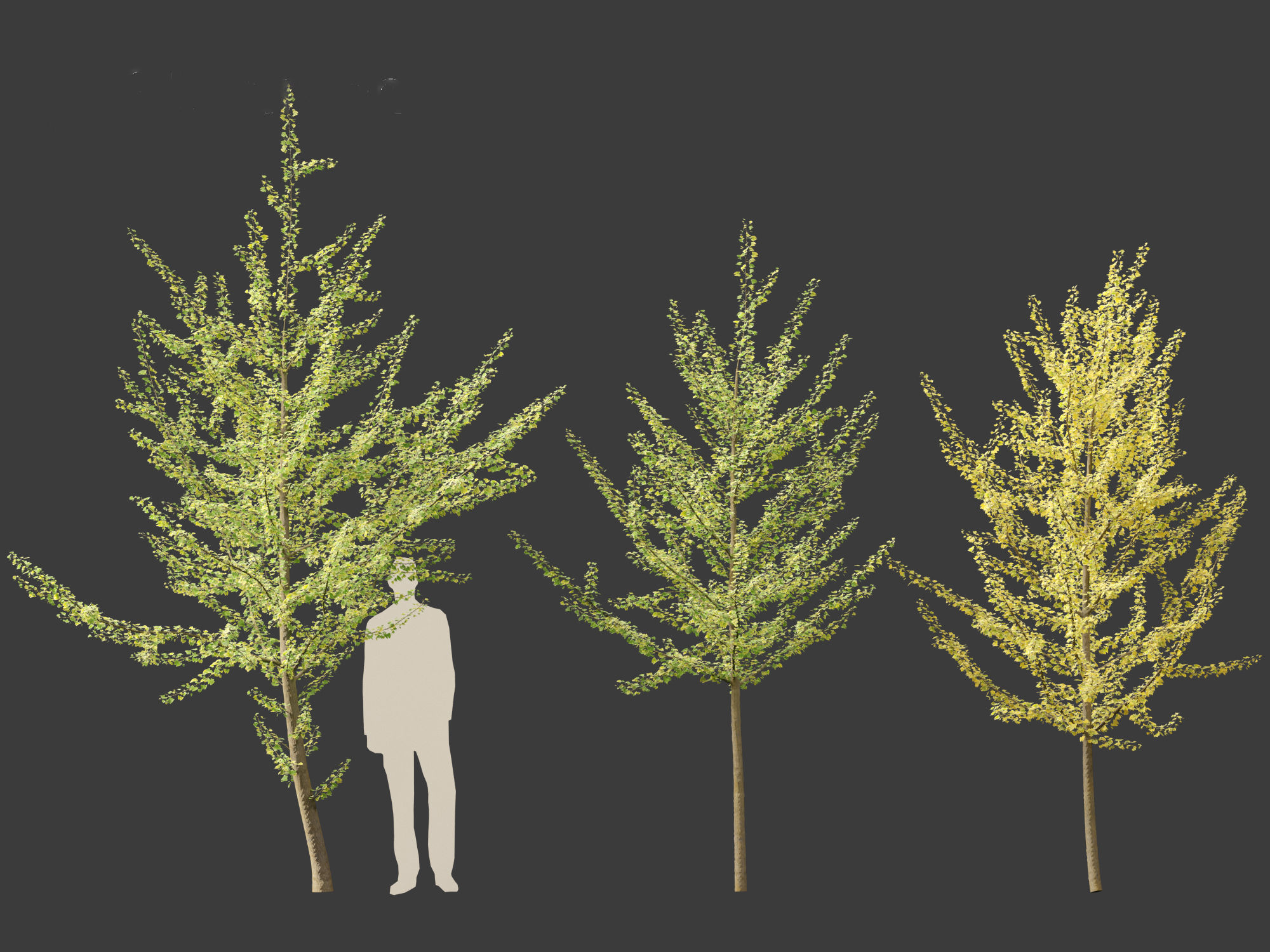 Ginkgo Biloba - Maidenhair Tree 11 3D model_3