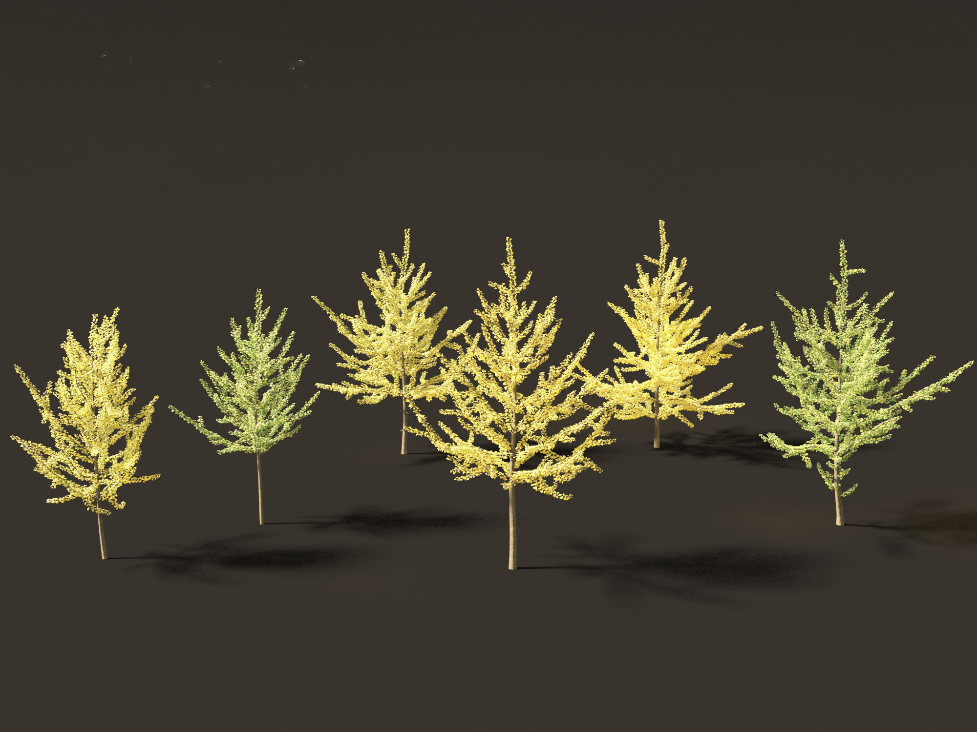 Ginkgo Biloba - Maidenhair Tree 11 3D model_4