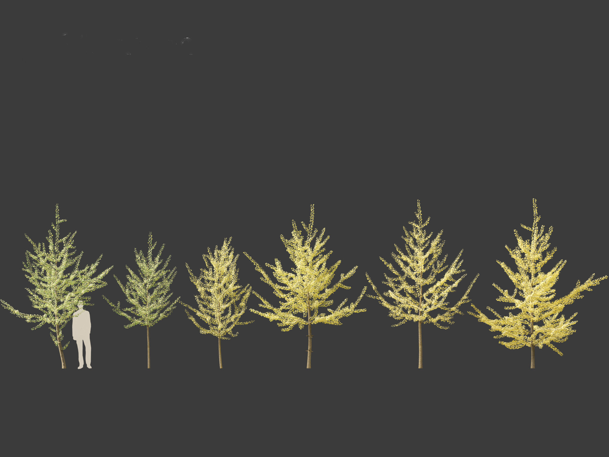 Ginkgo Biloba - Maidenhair Tree 11 3D model_1