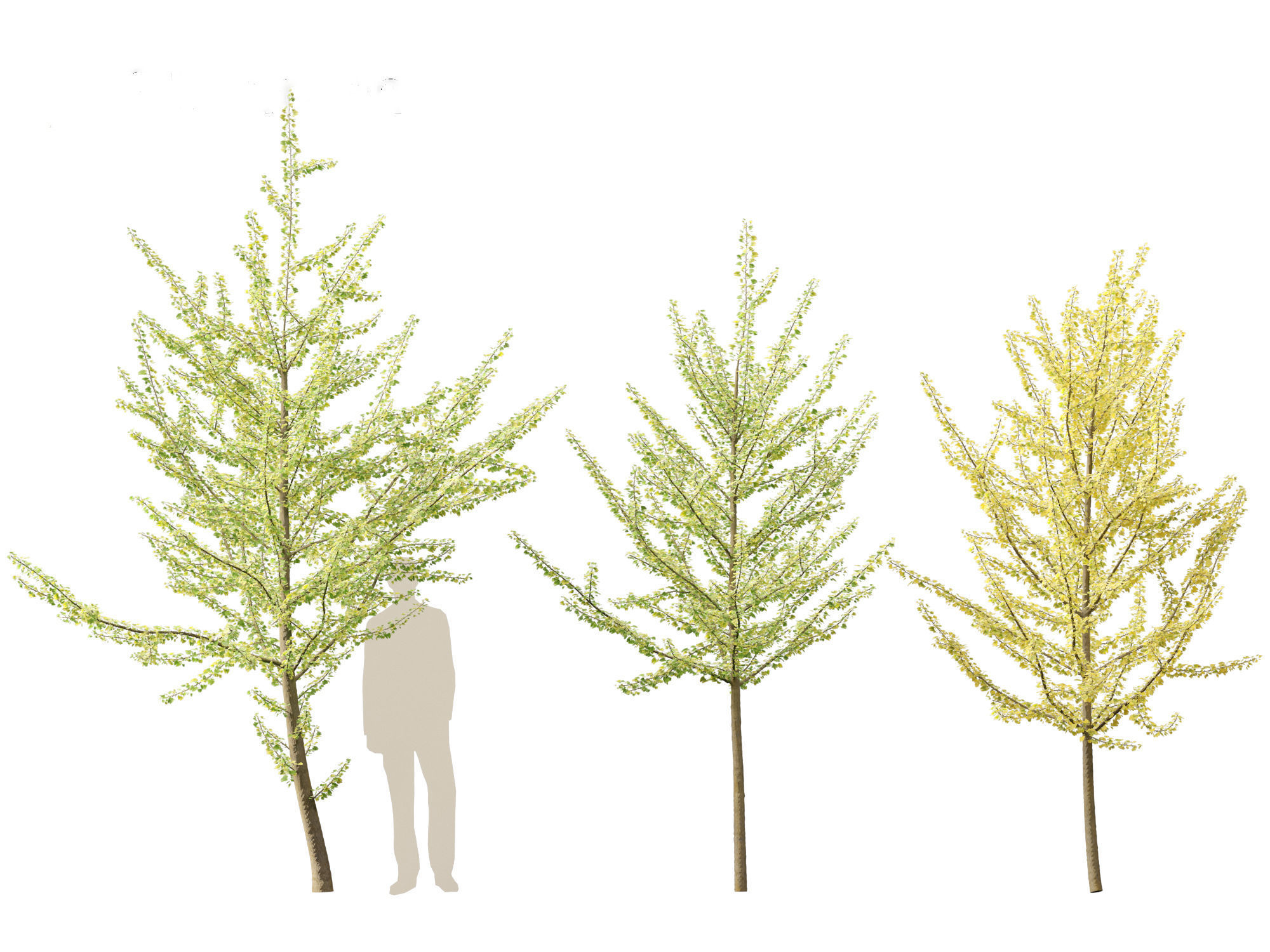 Ginkgo Biloba - Maidenhair Tree 11 3D model_2