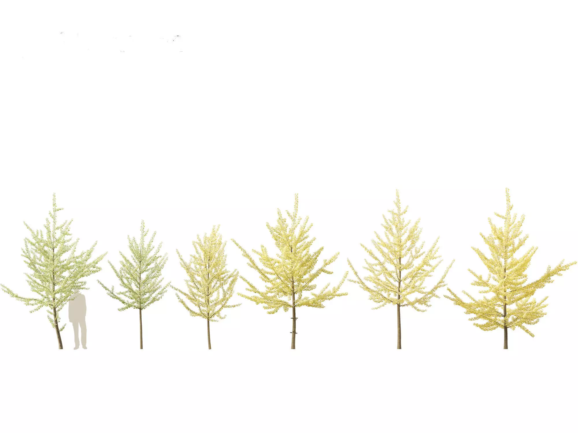 Ginkgo Biloba - Maidenhair Tree 11 3D model_0