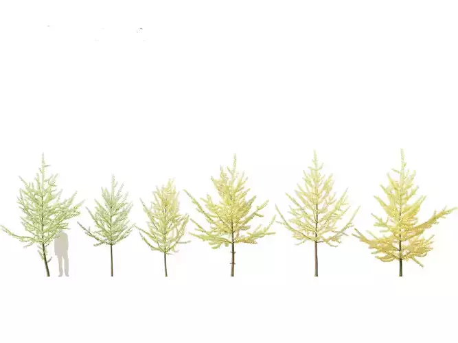 Ginkgo Biloba - Maidenhair Tree 11 3D model