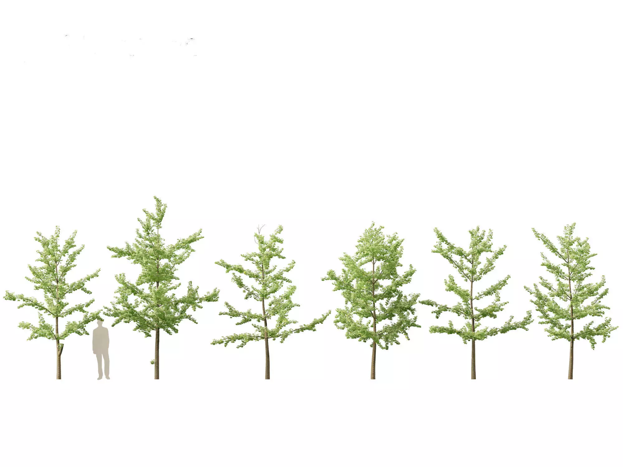 Ginkgo Biloba - Maidenhair Tree 12 3D model