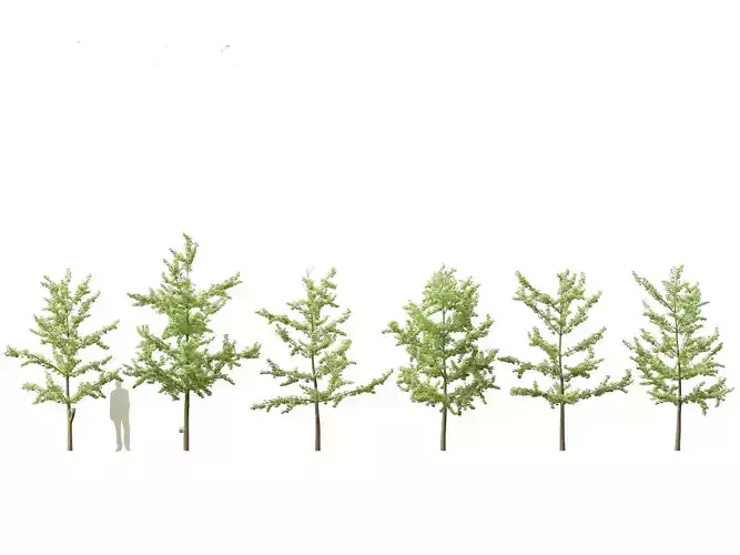 Ginkgo Biloba - Maidenhair Tree 12 3D model