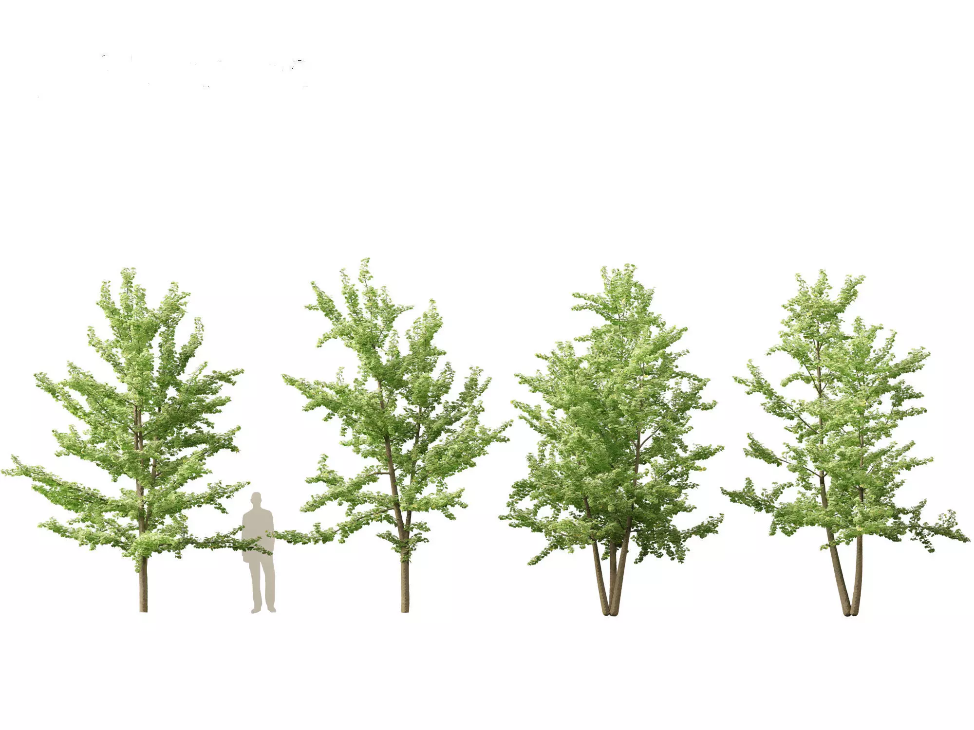 Ginkgo Biloba - Maidenhair Tree 13 3D model