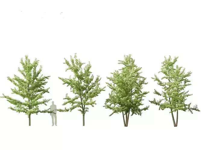 Ginkgo Biloba - Maidenhair Tree 13