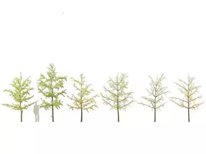 Ginkgo Biloba - Maidenhair Tree 14