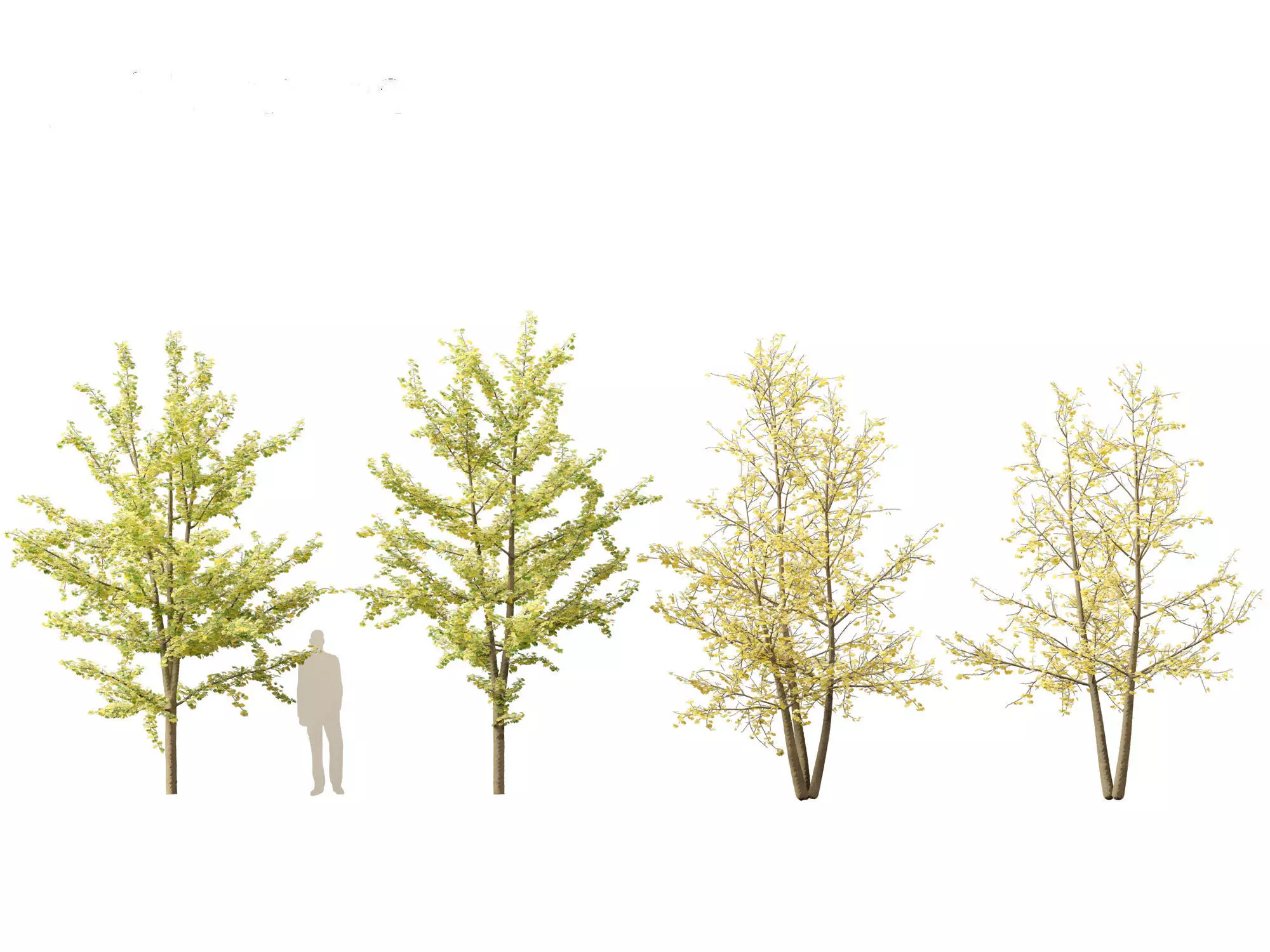 Ginkgo Biloba - Maidenhair Tree 15 3D model