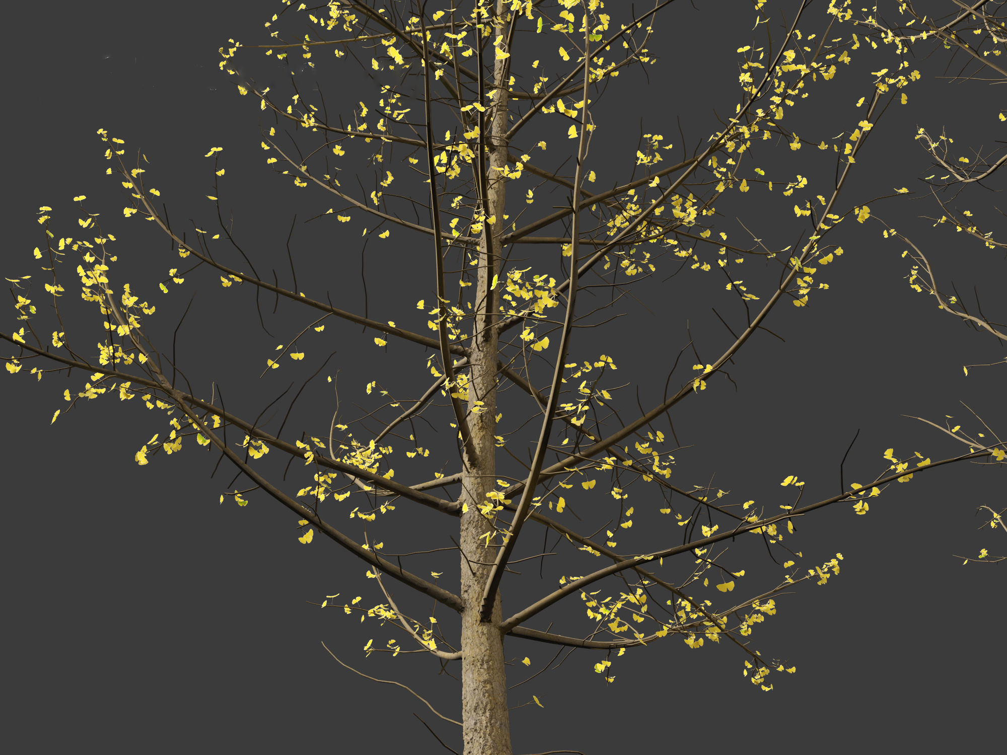 Ginkgo Biloba - Maidenhair Tree 16 3D model_7