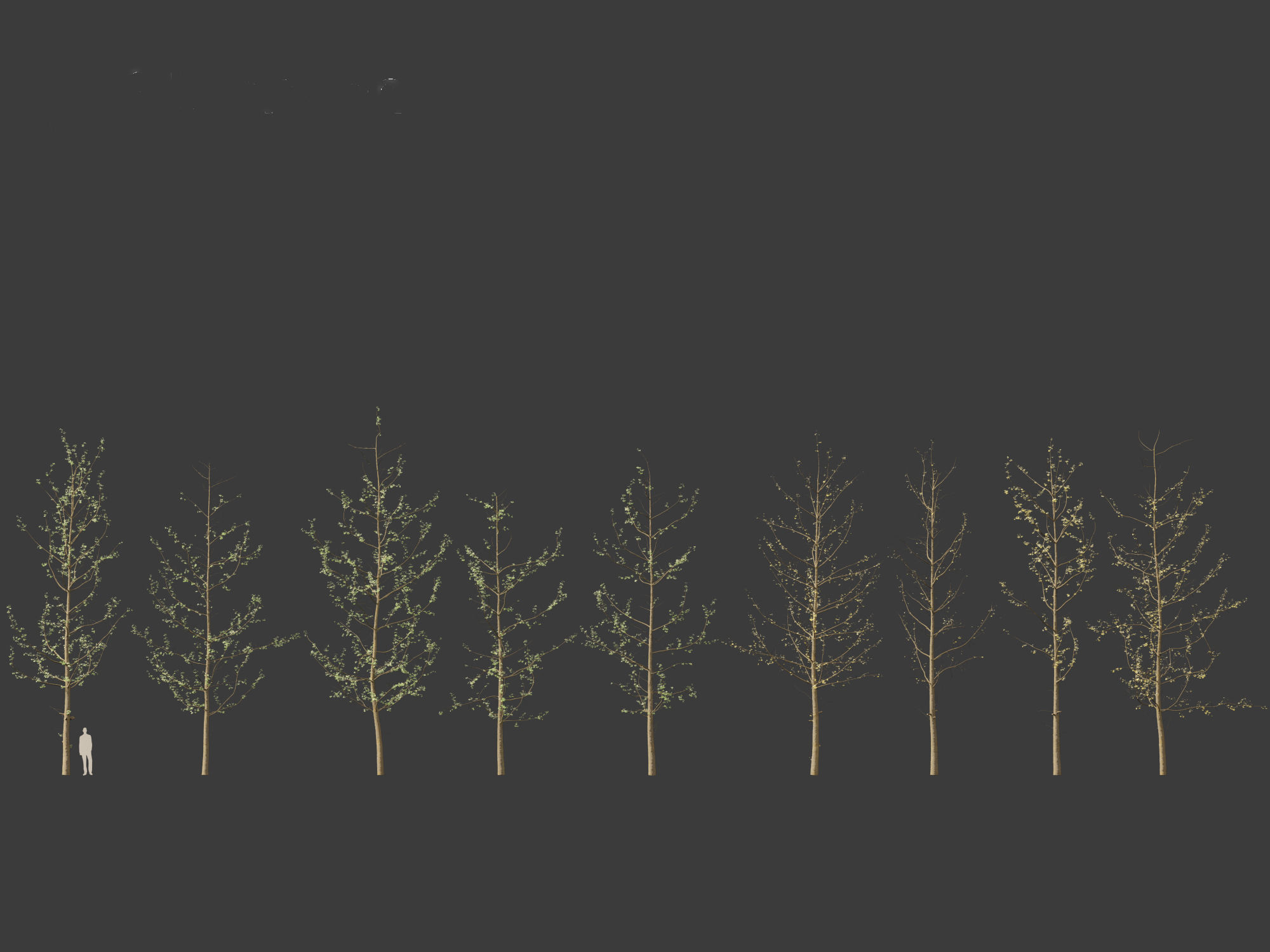 Ginkgo Biloba - Maidenhair Tree 16 3D model_1