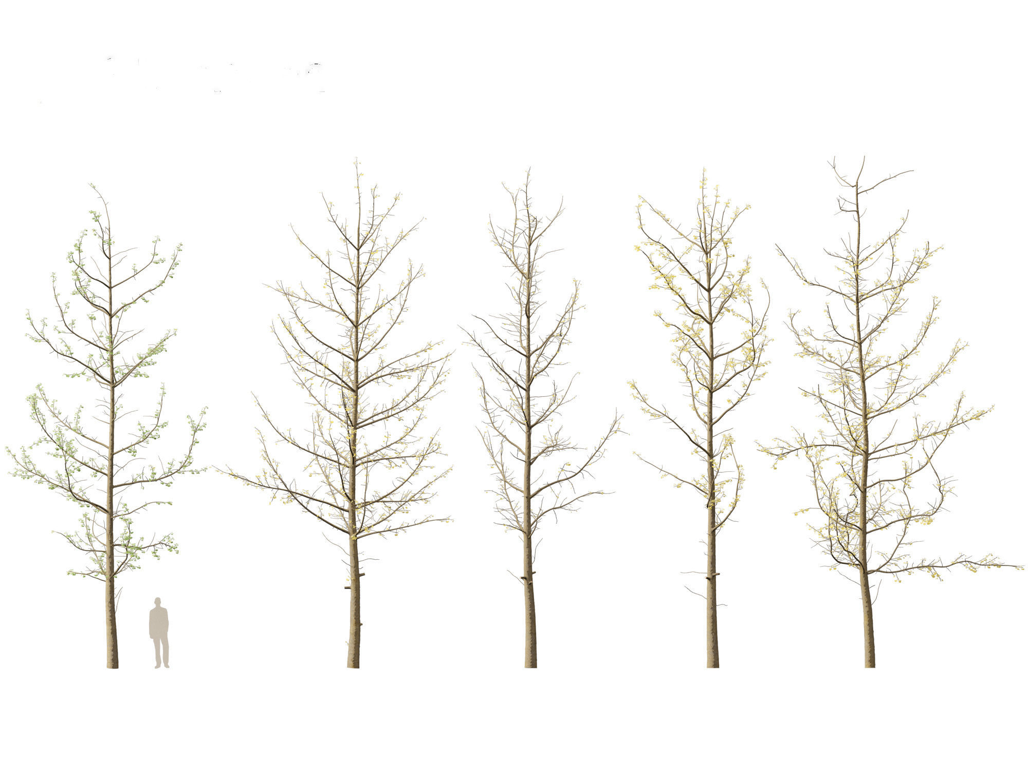 Ginkgo Biloba - Maidenhair Tree 16 3D model_4