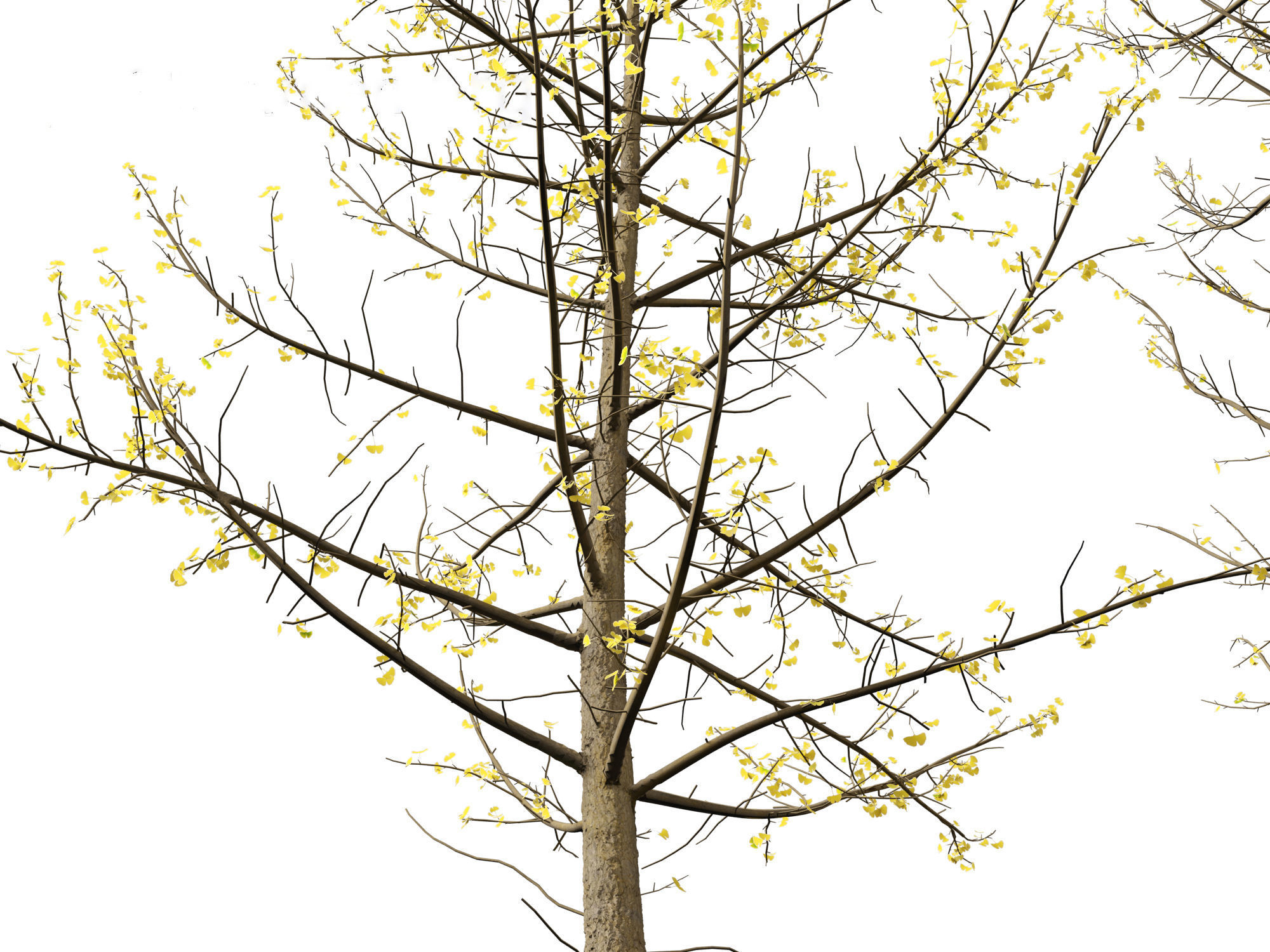 Ginkgo Biloba - Maidenhair Tree 16 3D model_6