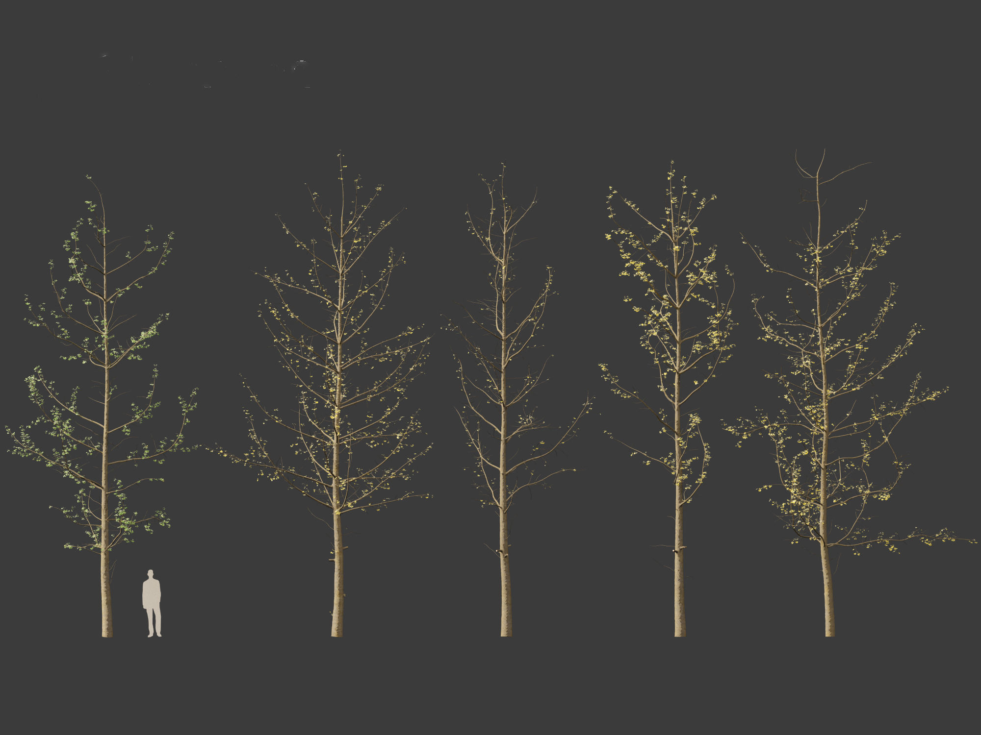 Ginkgo Biloba - Maidenhair Tree 16 3D model_5