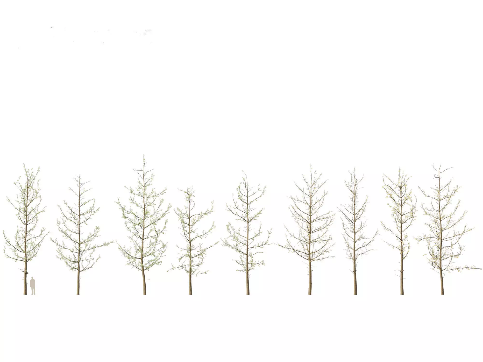 Ginkgo Biloba - Maidenhair Tree 16 3D model_0