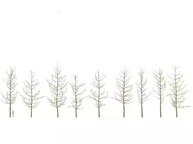 Ginkgo Biloba - Maidenhair Tree 16