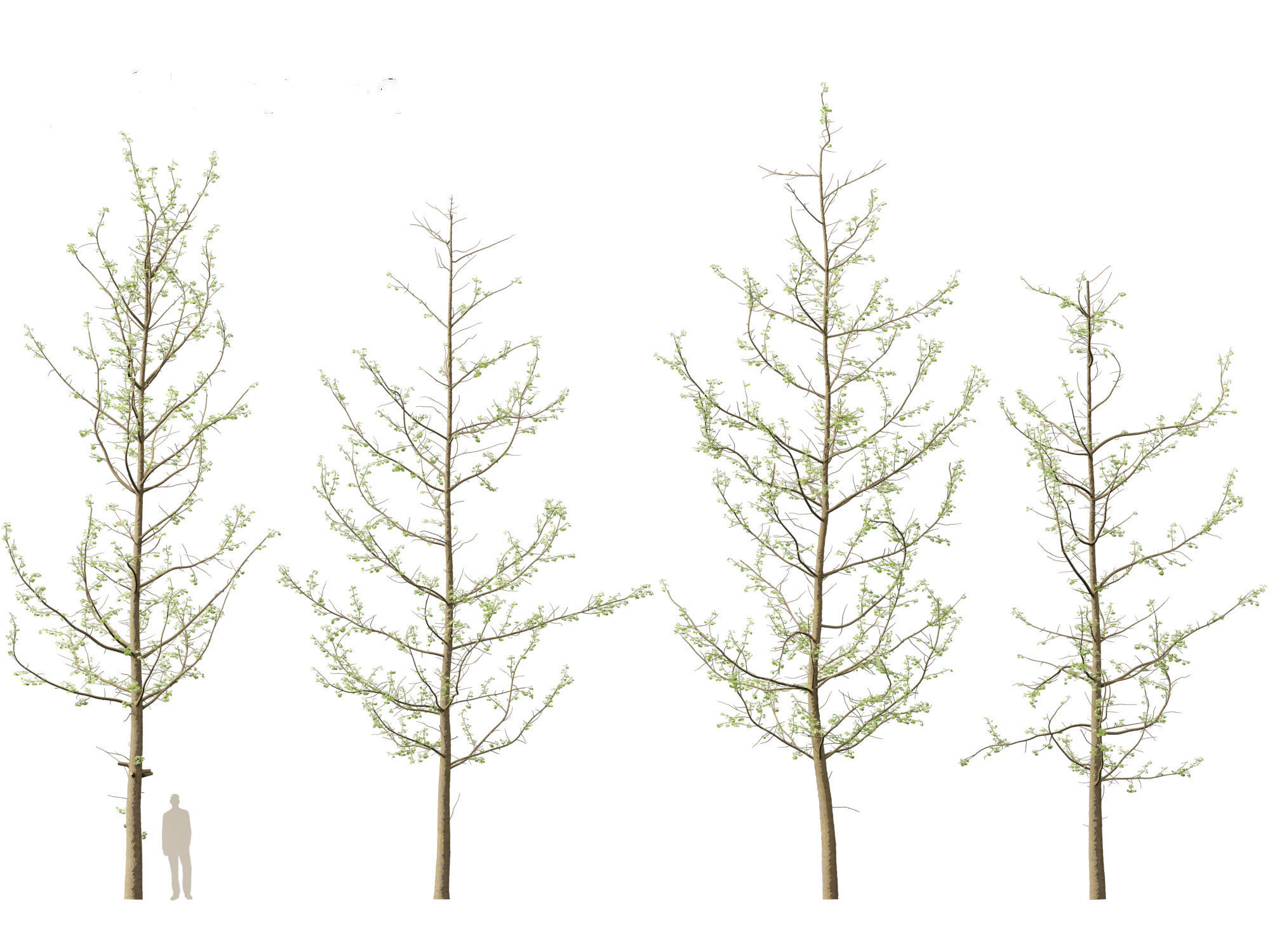 Ginkgo Biloba - Maidenhair Tree 16 3D model_2
