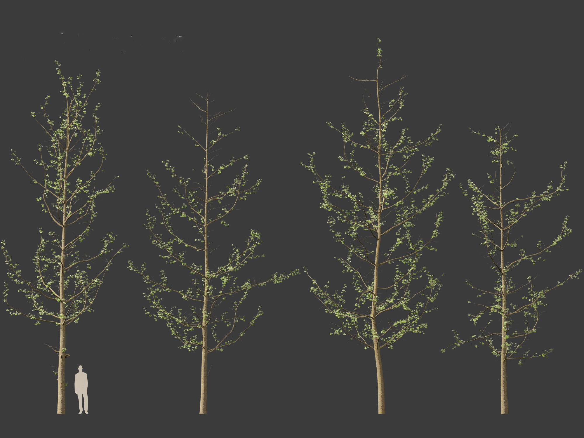 Ginkgo Biloba - Maidenhair Tree 16 3D model_3