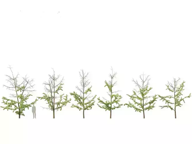 Ginkgo Biloba - Maidenhair Tree 17 3D model