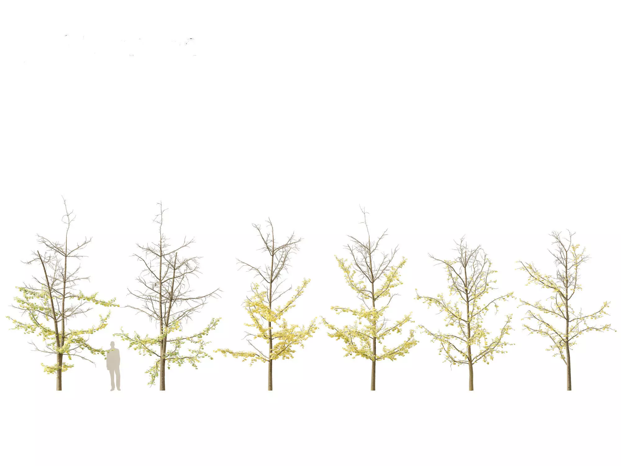 Ginkgo Biloba - Maidenhair Tree 18 3D model