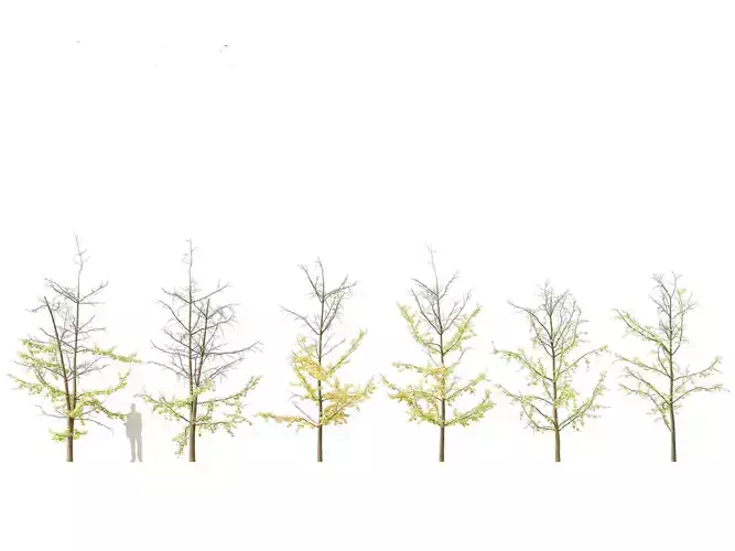 Ginkgo Biloba - Maidenhair Tree 18