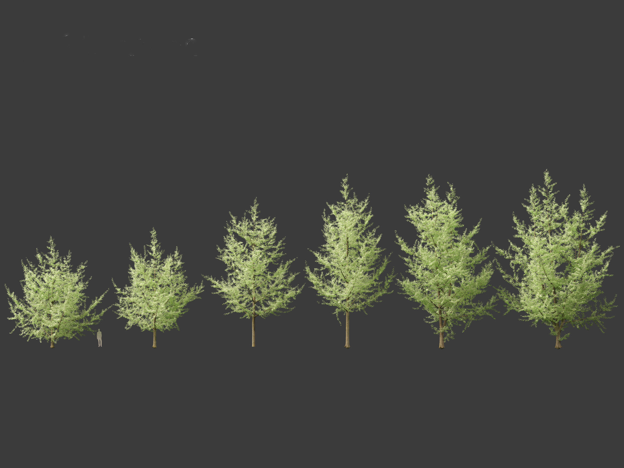 Ginkgo Biloba - Maidenhair Tree 19 3D model_1