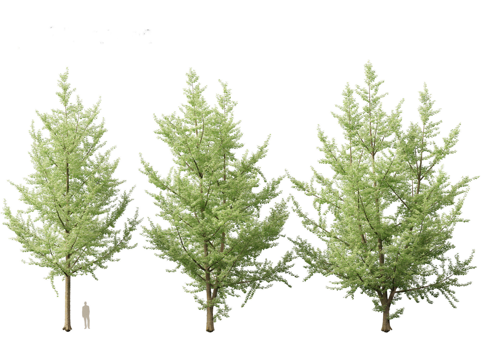 Ginkgo Biloba - Maidenhair Tree 19 3D model_4