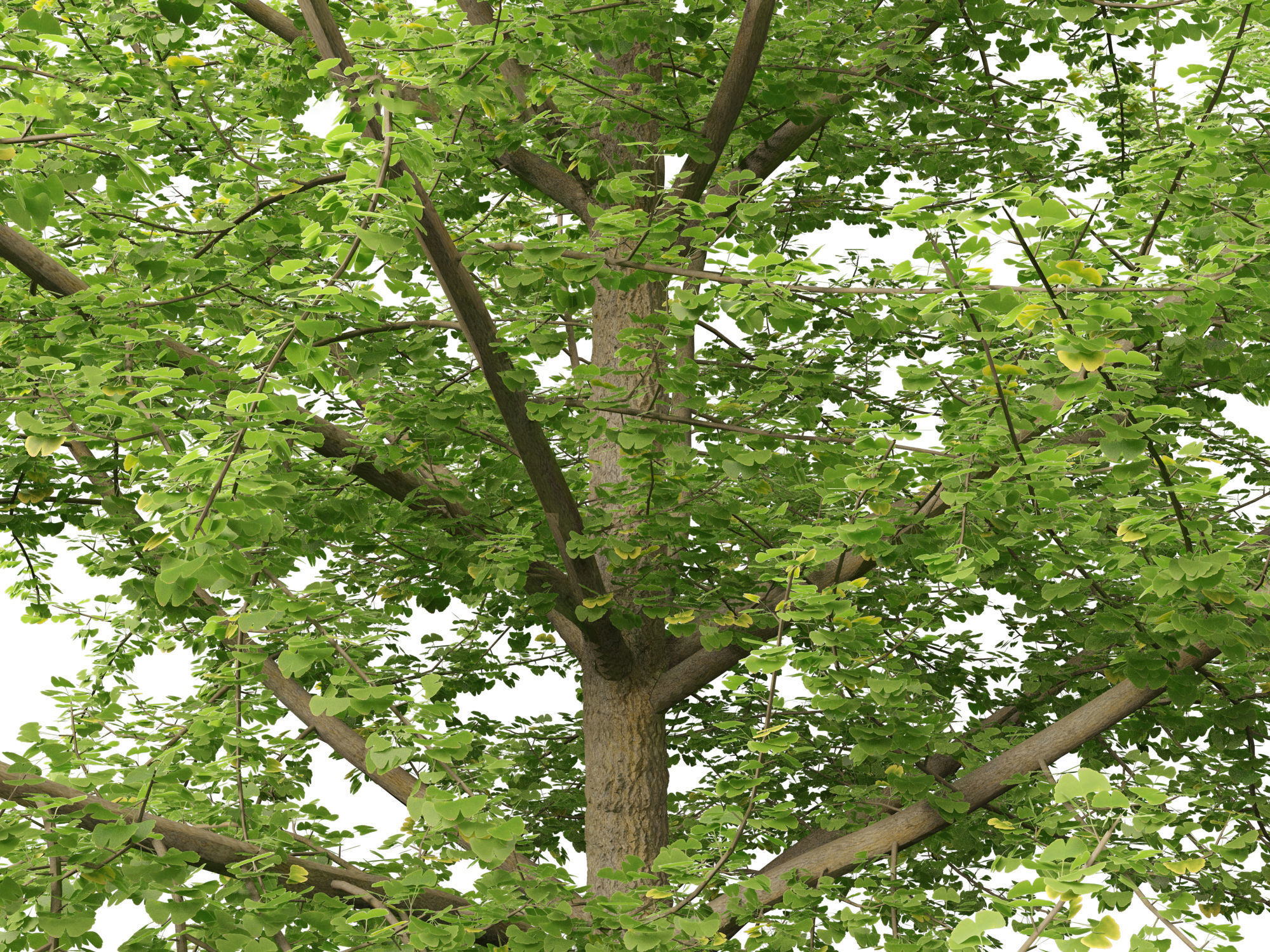 Ginkgo Biloba - Maidenhair Tree 19 3D model_6