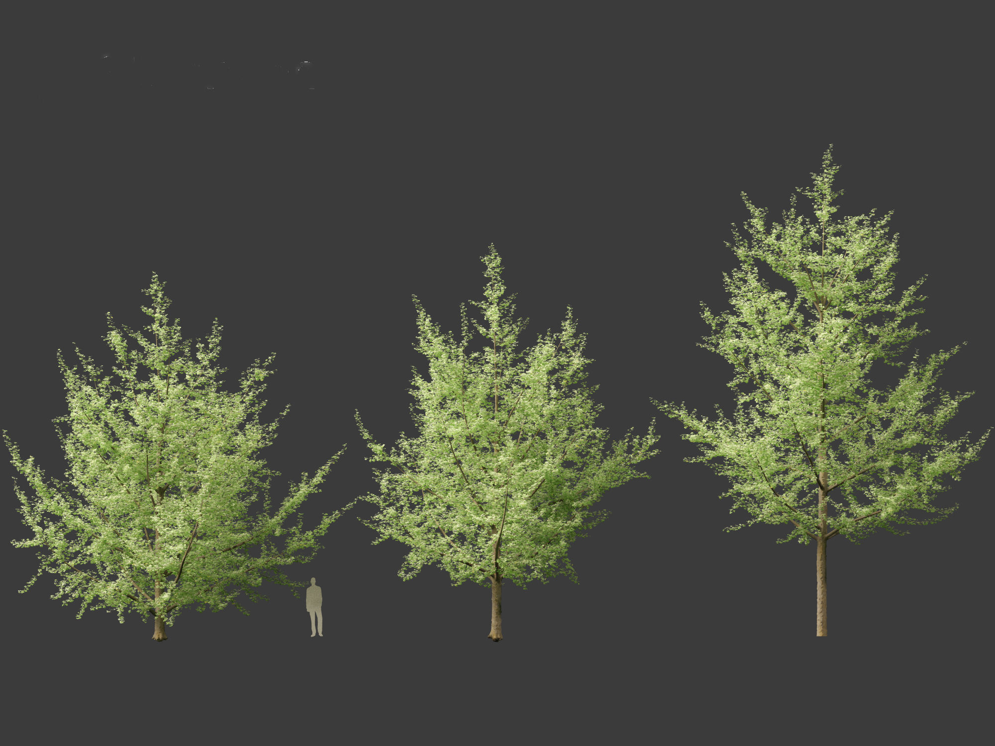Ginkgo Biloba - Maidenhair Tree 19 3D model_3