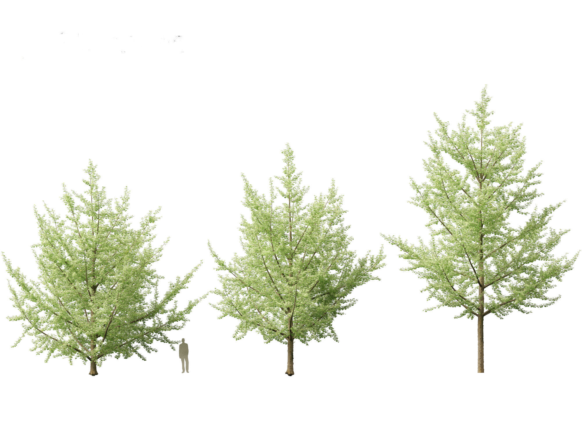 Ginkgo Biloba - Maidenhair Tree 19 3D model_2