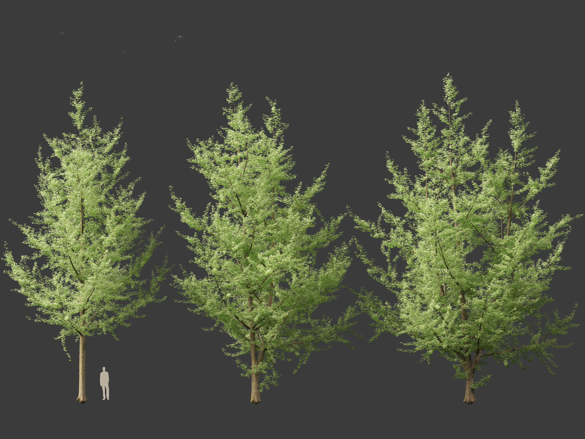 Ginkgo Biloba - Maidenhair Tree 19 3D model_5