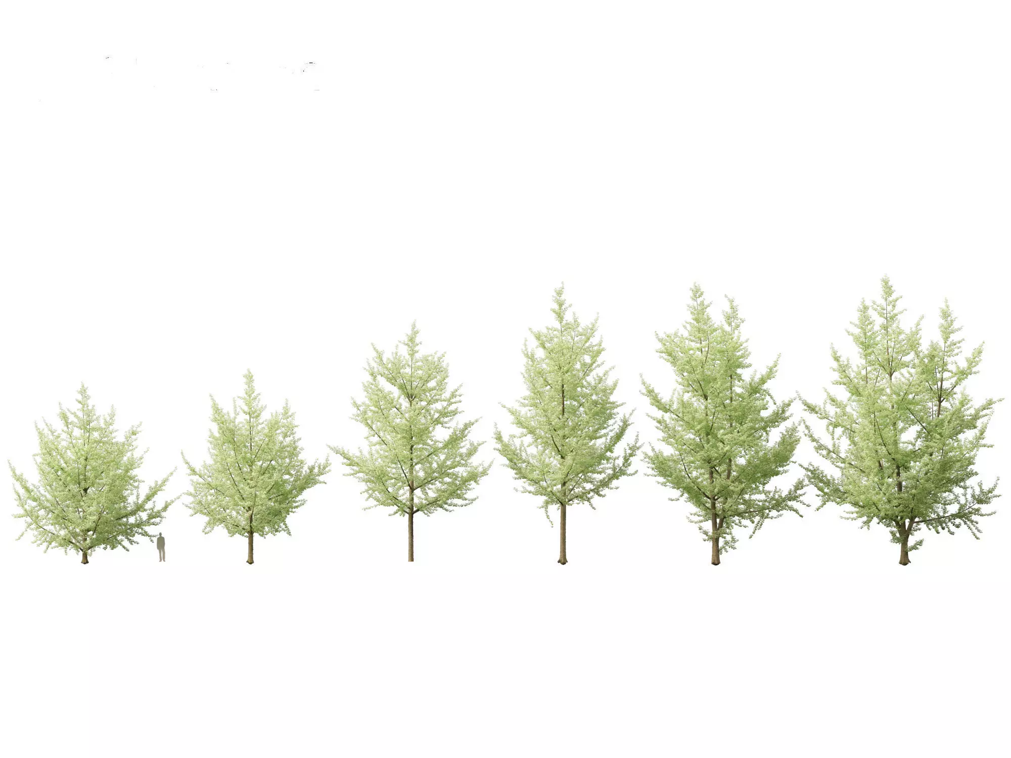 Ginkgo Biloba - Maidenhair Tree 19 3D model_0