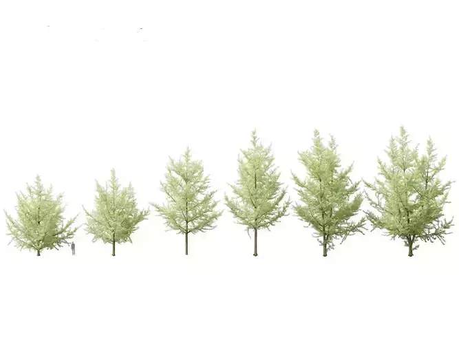 Ginkgo Biloba - Maidenhair Tree 19 3D model