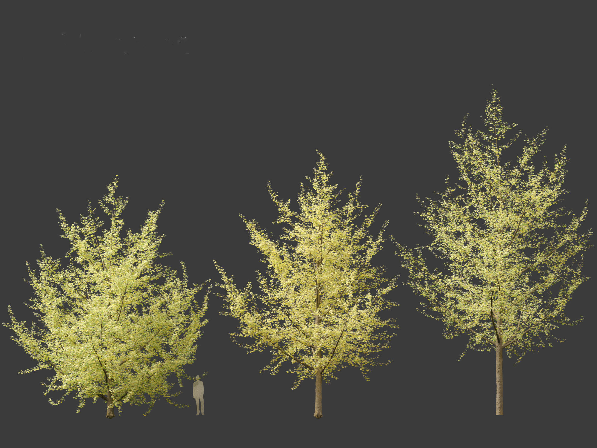 Ginkgo Biloba - Maidenhair Tree 20 3D model_3
