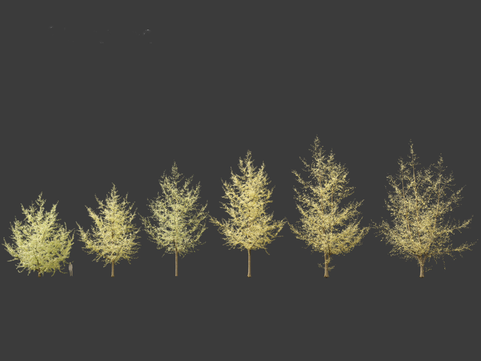 Ginkgo Biloba - Maidenhair Tree 20 3D model_1