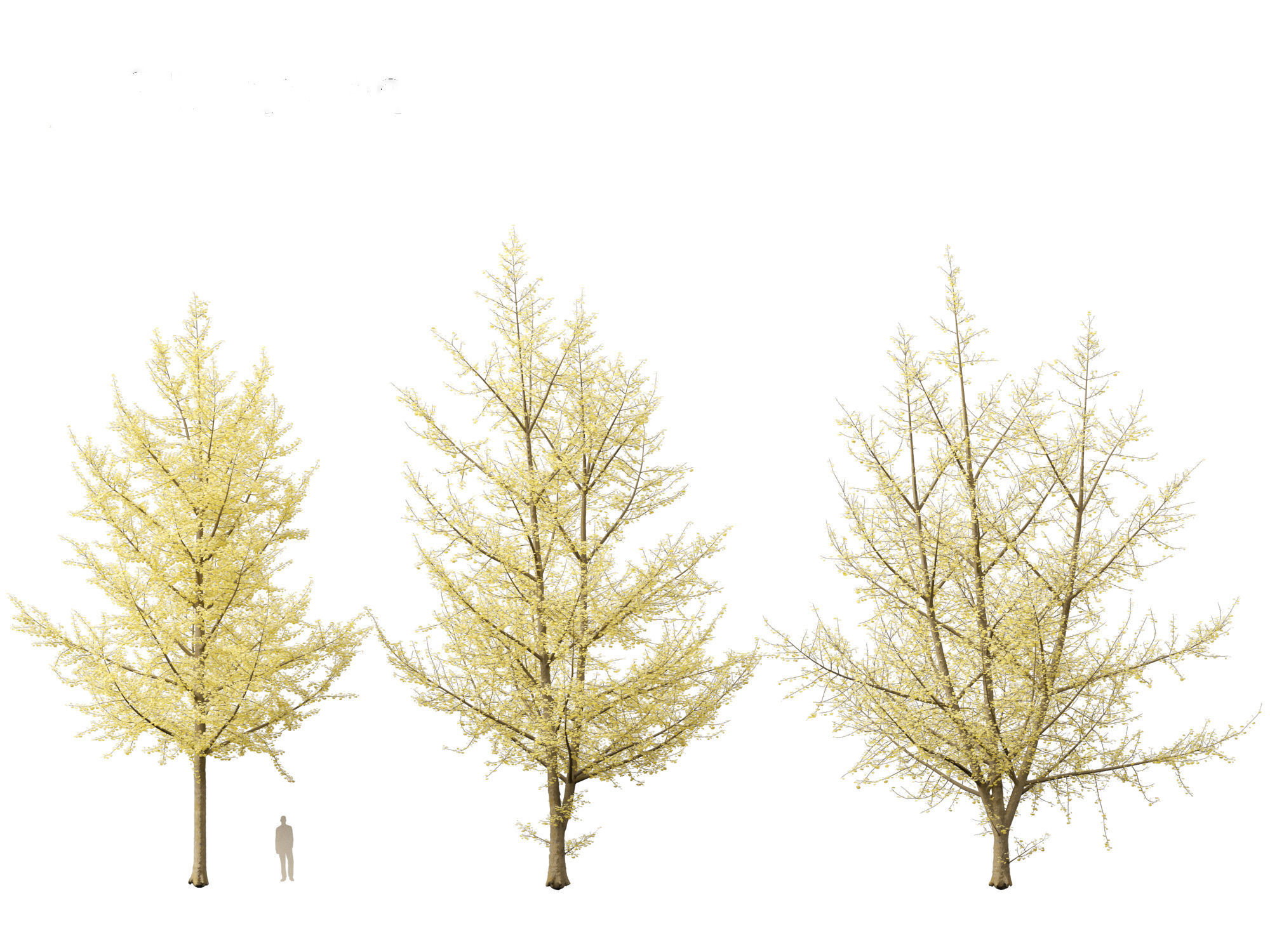 Ginkgo Biloba - Maidenhair Tree 20 3D model_4