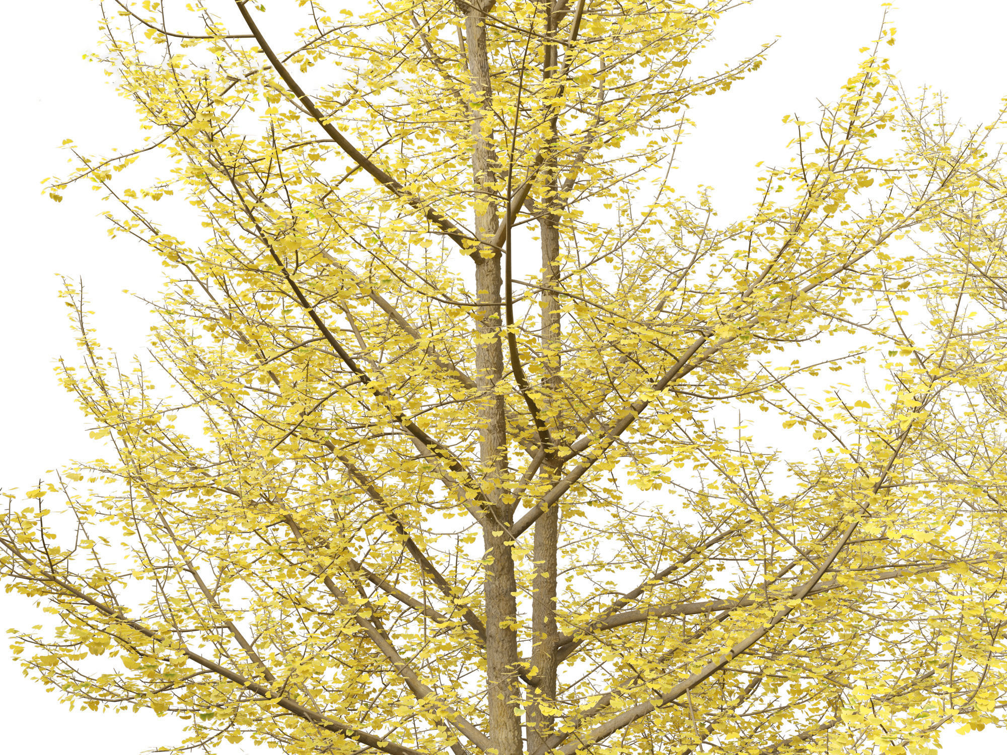 Ginkgo Biloba - Maidenhair Tree 20 3D model_6