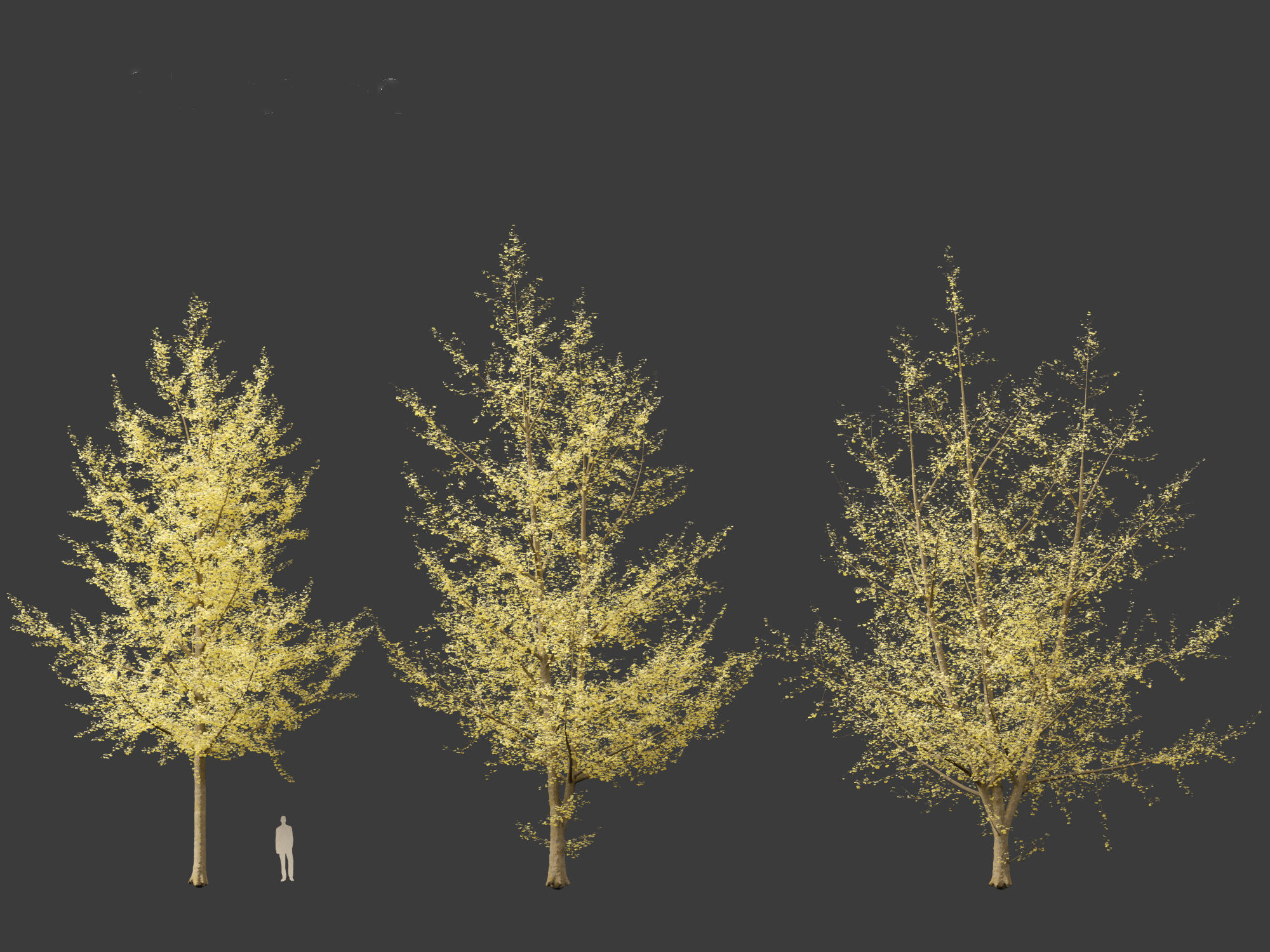 Ginkgo Biloba - Maidenhair Tree 20 3D model_5