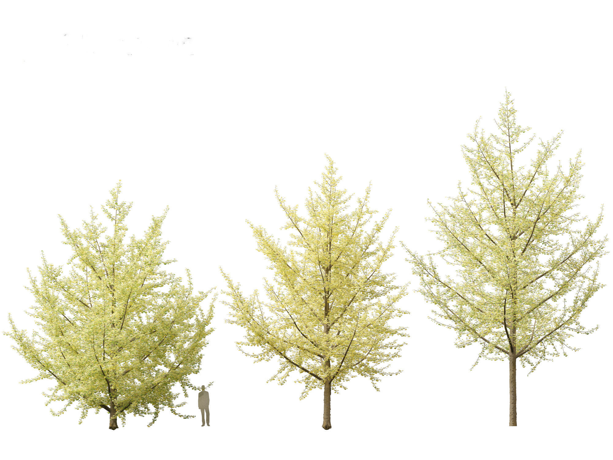 Ginkgo Biloba - Maidenhair Tree 20 3D model_2