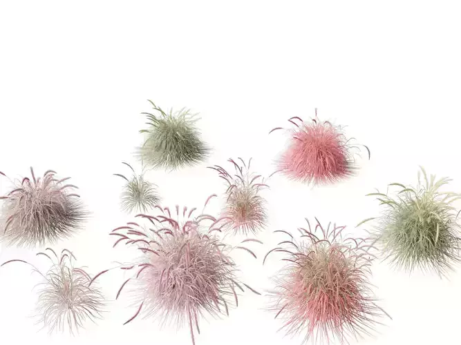 Pennisetum setaceum Cherry Sparkler - Fountain Grass 01