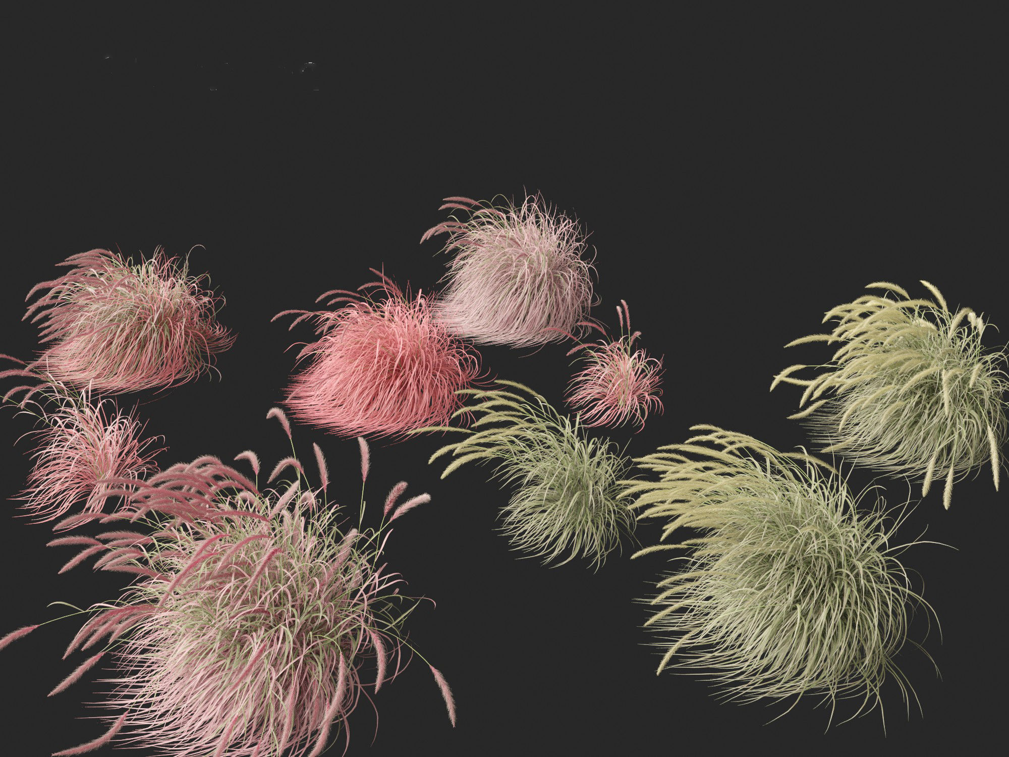 Pennisetum setaceum Cherry Sparkler - Fountain Grass 02 3D model_2