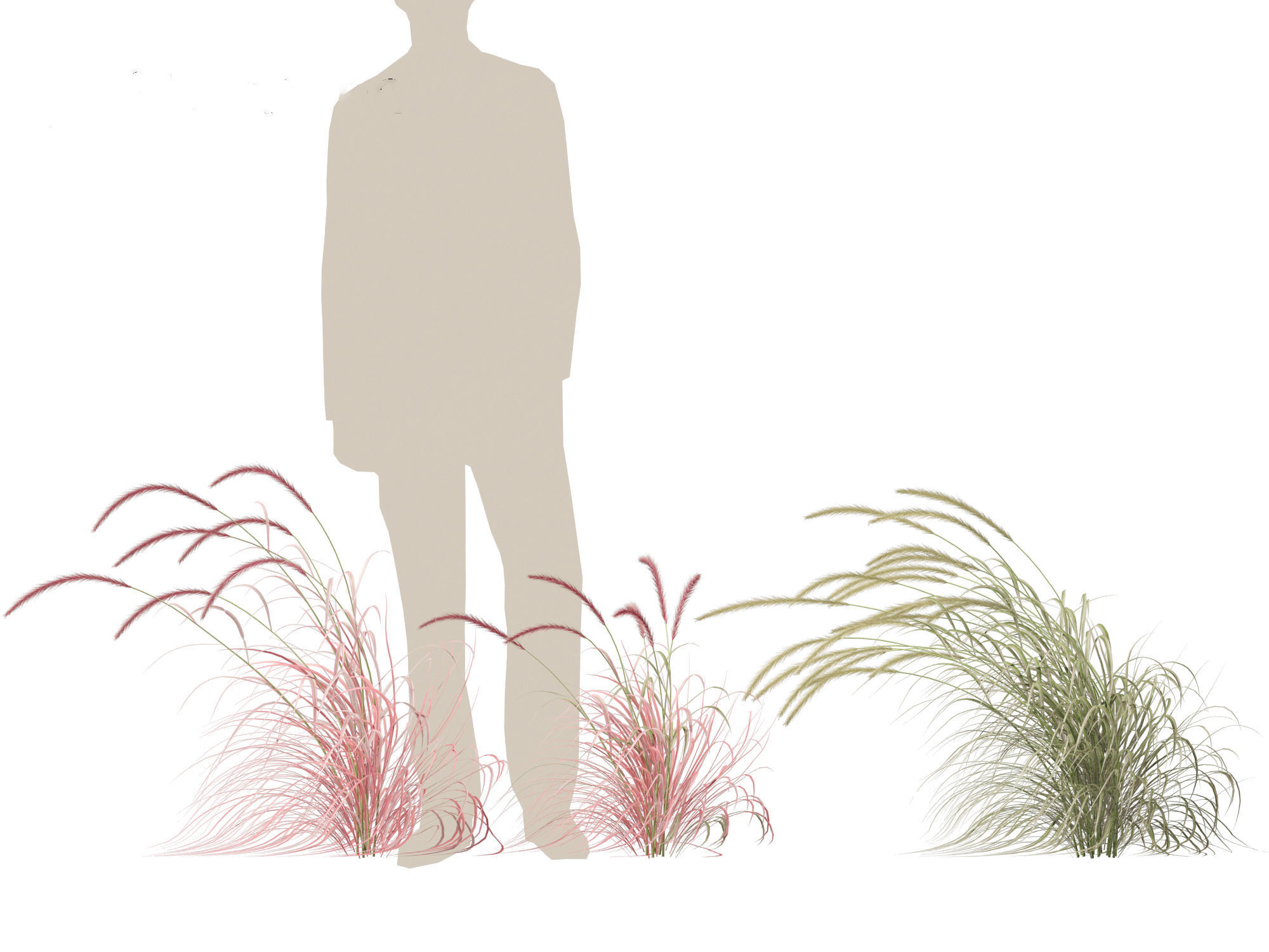 Pennisetum setaceum Cherry Sparkler - Fountain Grass 02 3D model_8