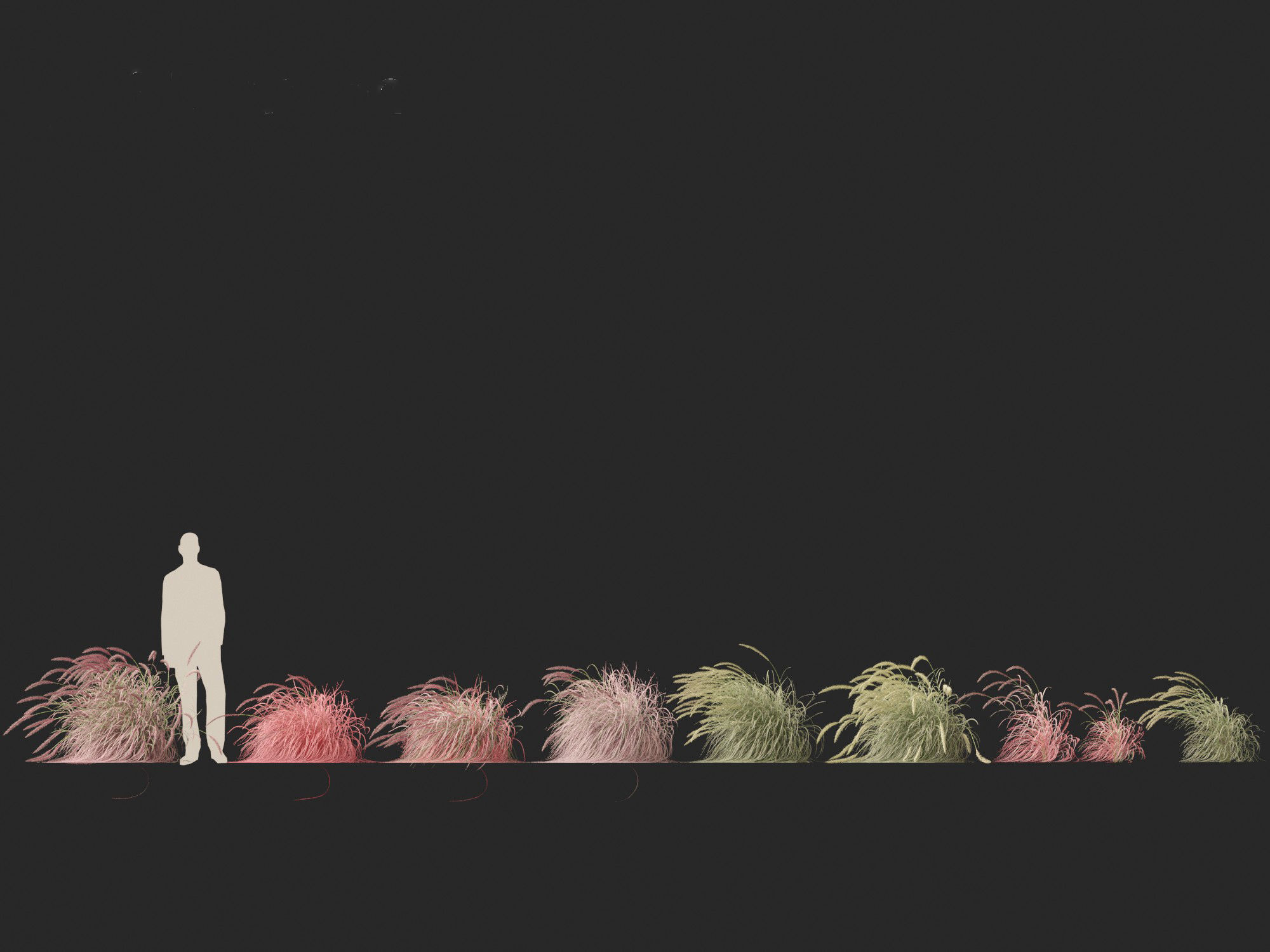 Pennisetum setaceum Cherry Sparkler - Fountain Grass 02 3D model_3