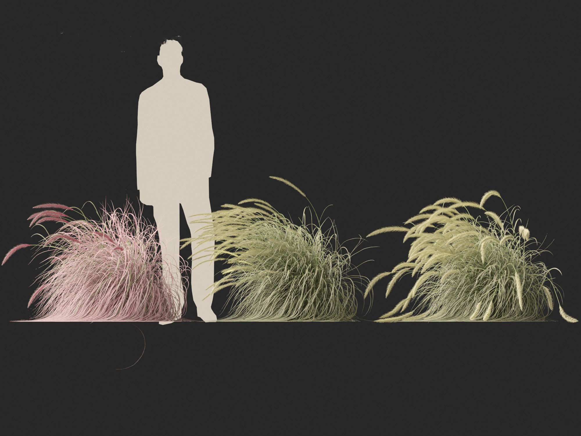 Pennisetum setaceum Cherry Sparkler - Fountain Grass 02 3D model_7