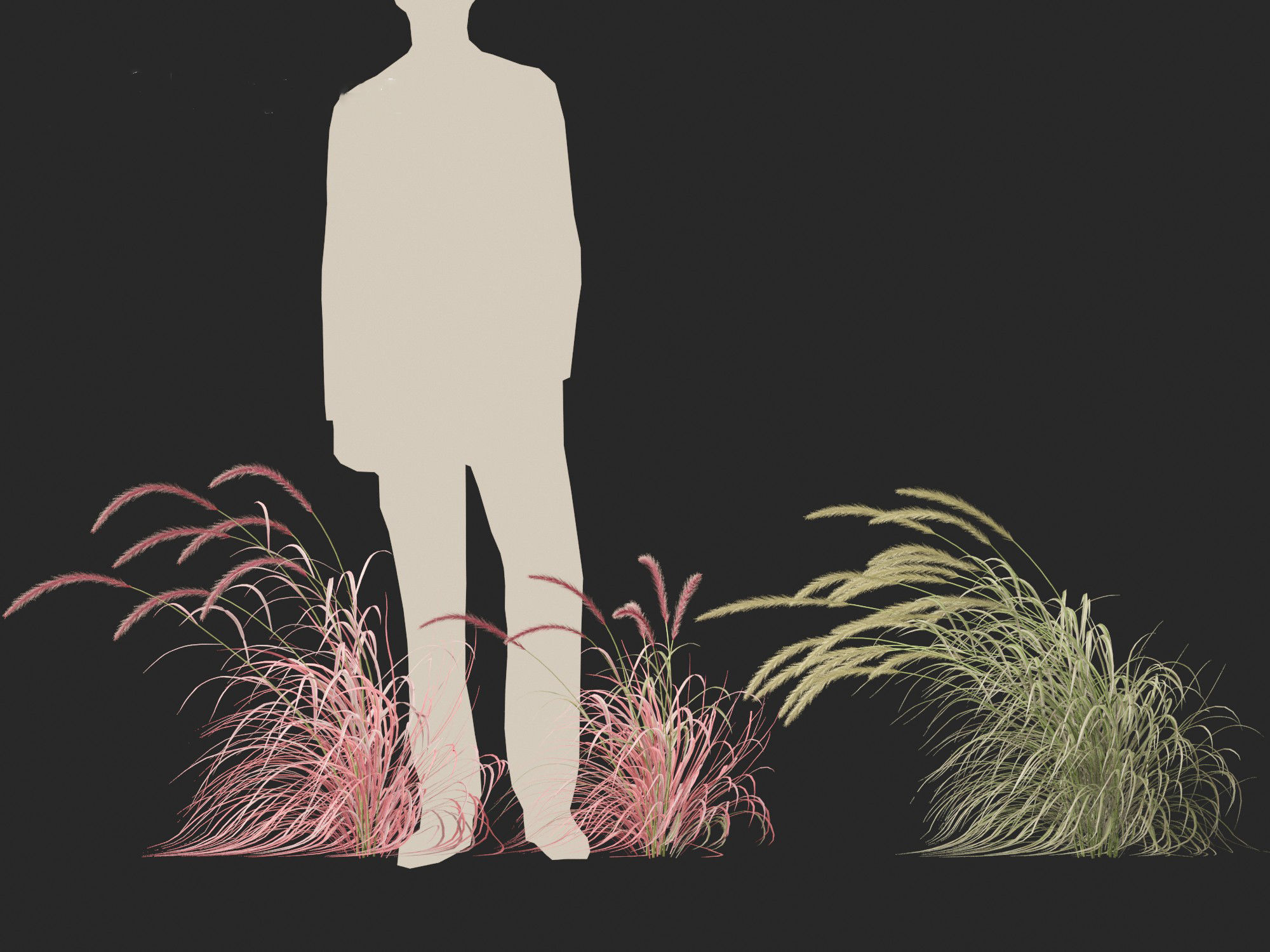 Pennisetum setaceum Cherry Sparkler - Fountain Grass 02 3D model_9