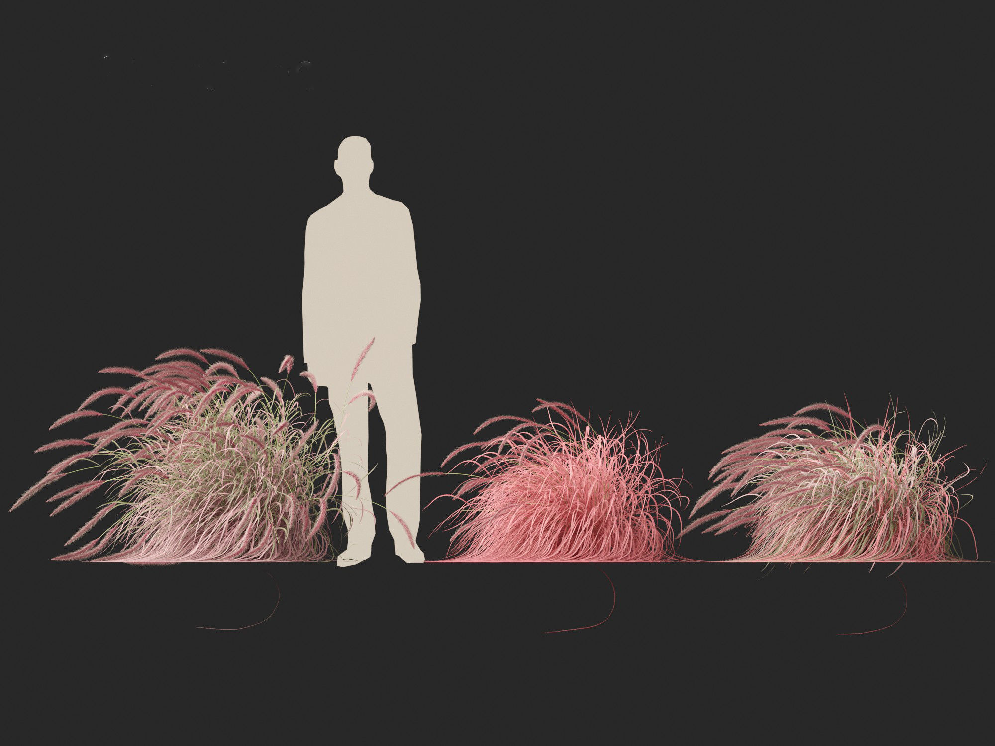 Pennisetum setaceum Cherry Sparkler - Fountain Grass 02 3D model_5