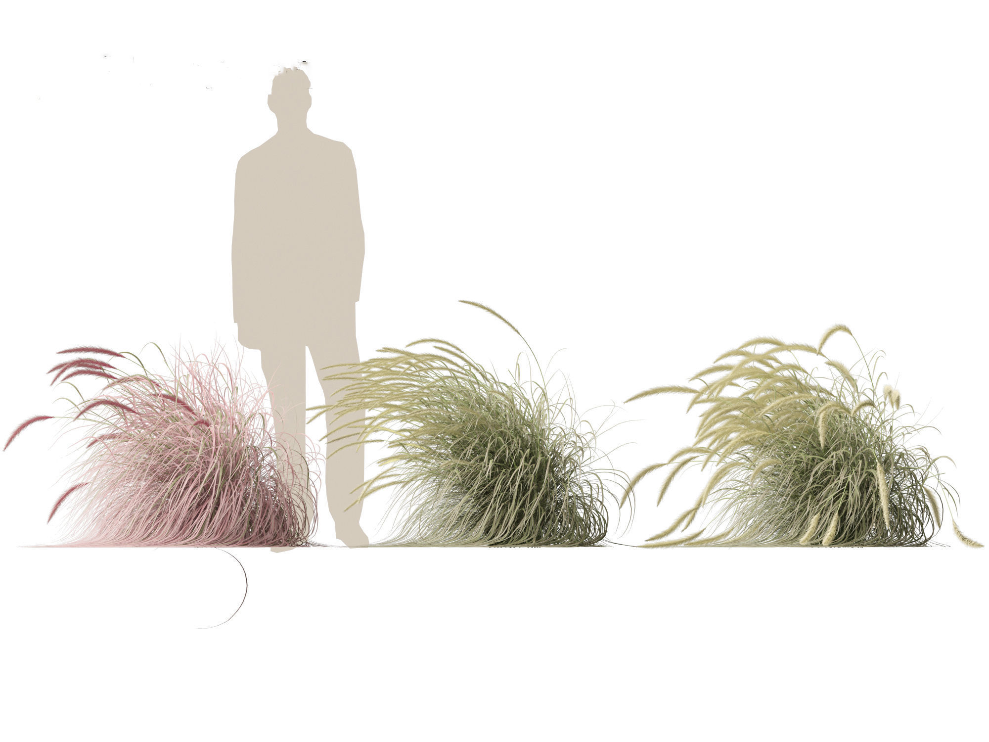 Pennisetum setaceum Cherry Sparkler - Fountain Grass 02 3D model_6