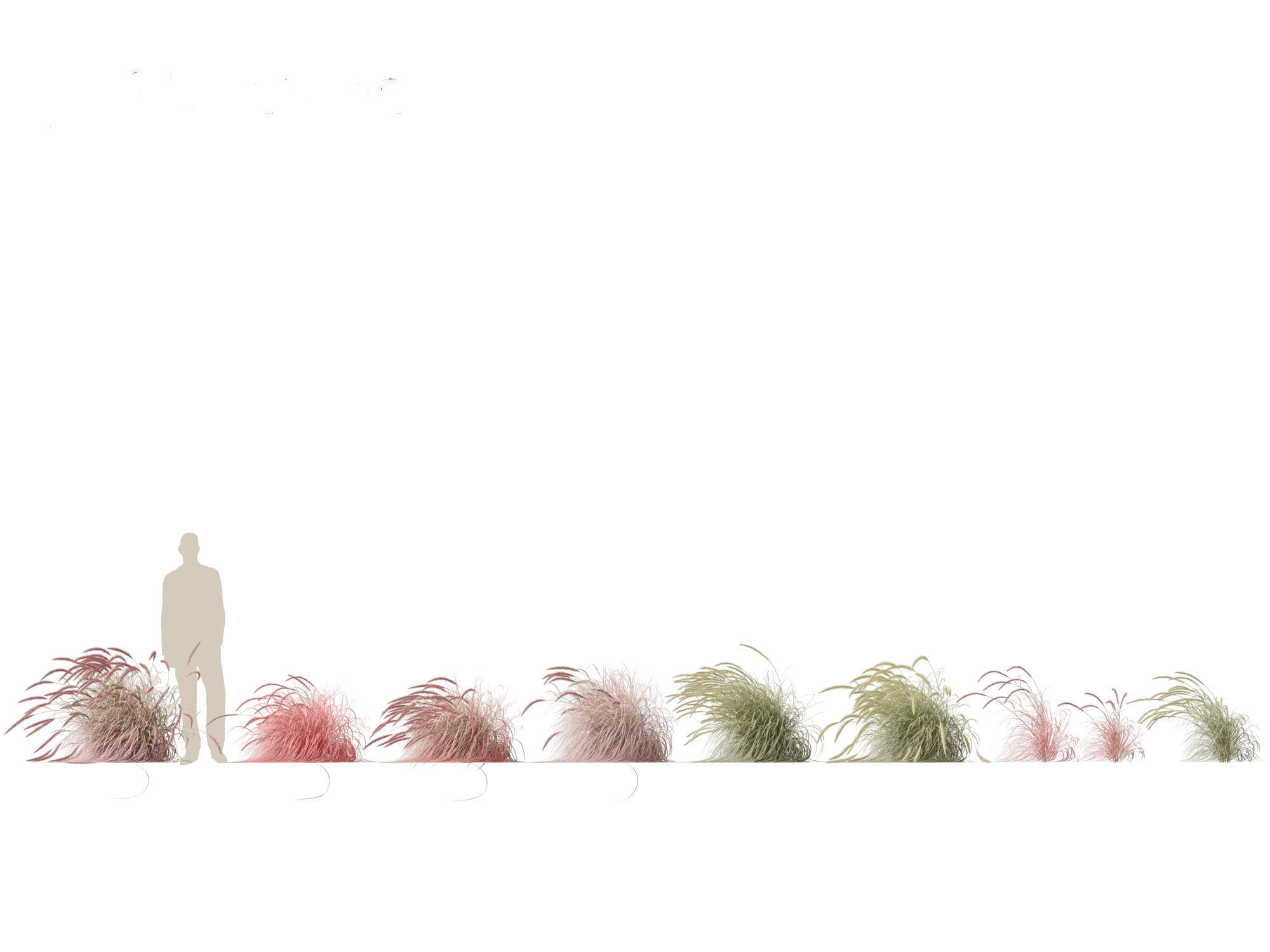 Pennisetum setaceum Cherry Sparkler - Fountain Grass 02 3D model_1