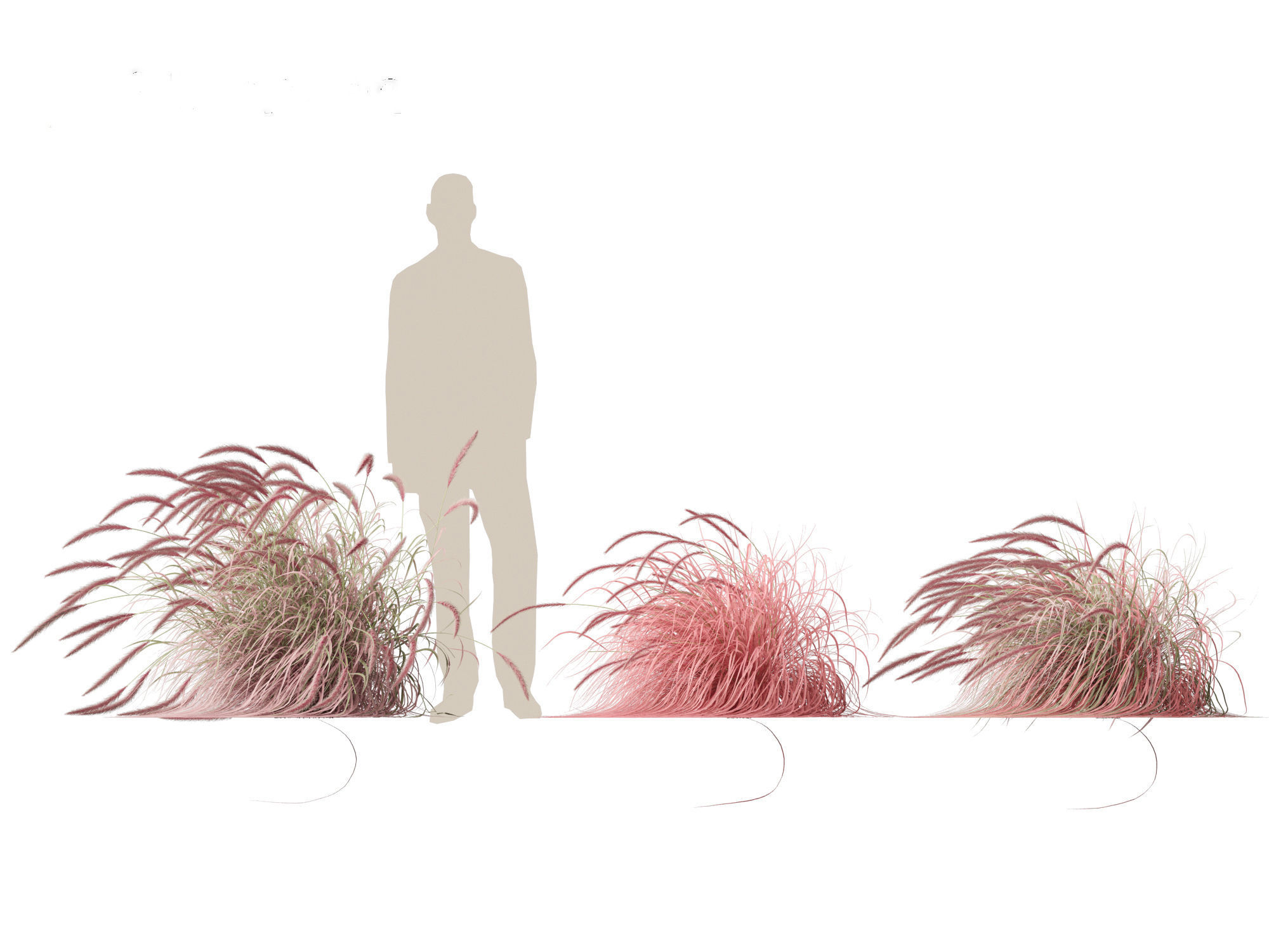 Pennisetum setaceum Cherry Sparkler - Fountain Grass 02 3D model_4