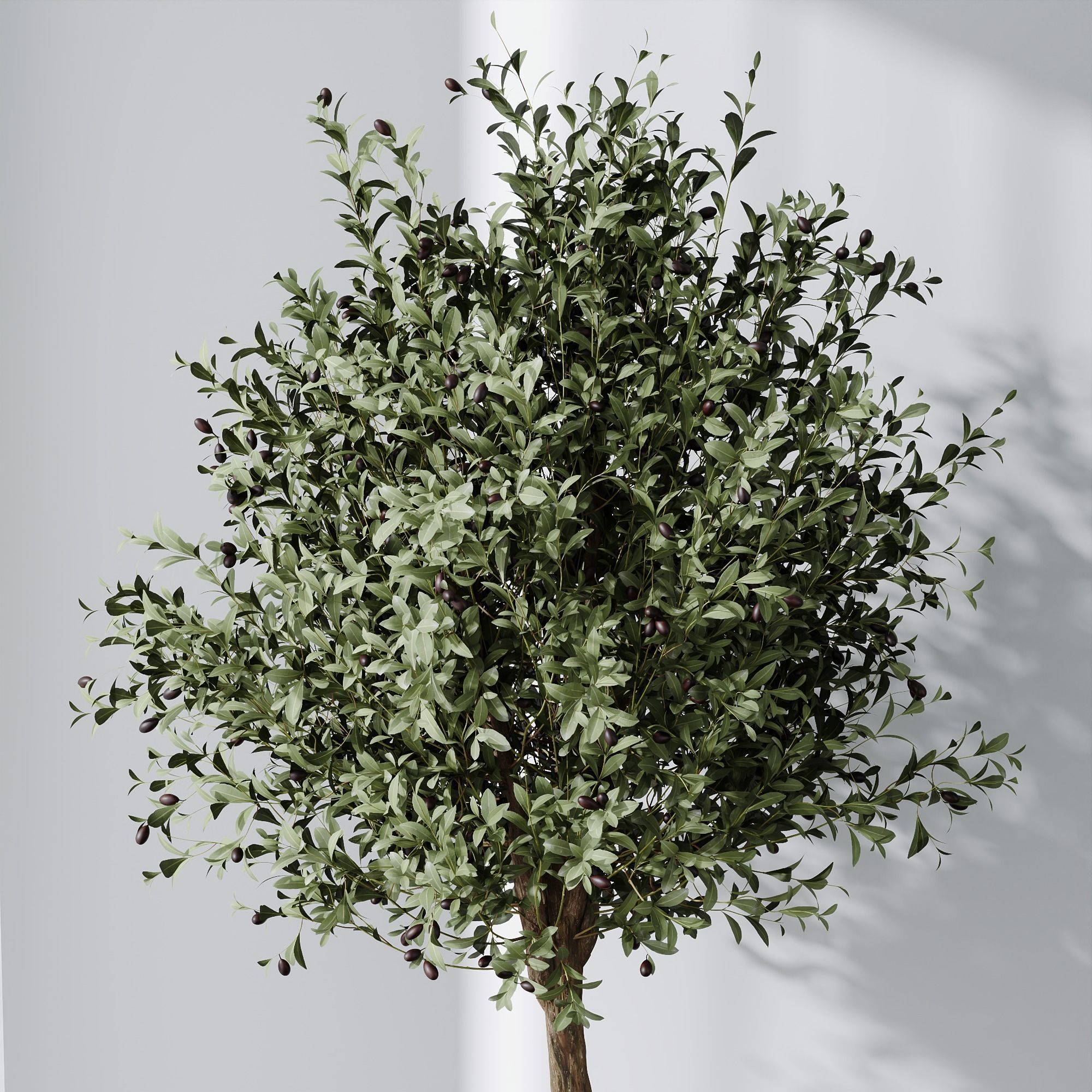 6 Different SETS of Plant Indoor SET VOL108 3D Model Collection_19